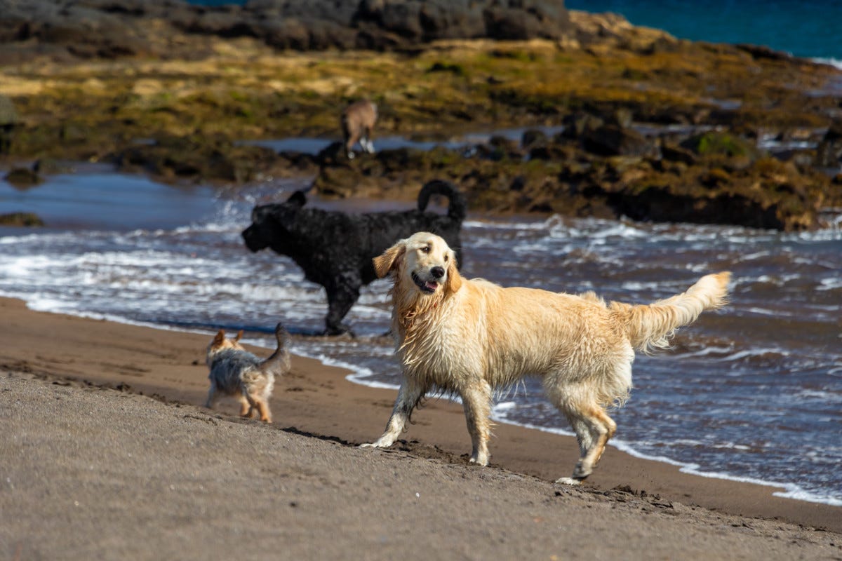 In vacanza col cane sulle spiagge delle spettacolari Isole Canarie
