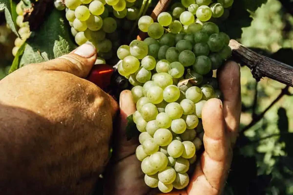 Franciacorta in rosa: la firma femminile di Freccianera sul futuro del vino