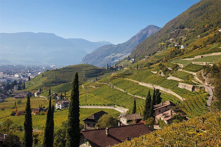 Da Trofeo Schiava A Selezione Del Sindaco Pioggia Di Premi Per Cantina Bolzano Italia A Tavola