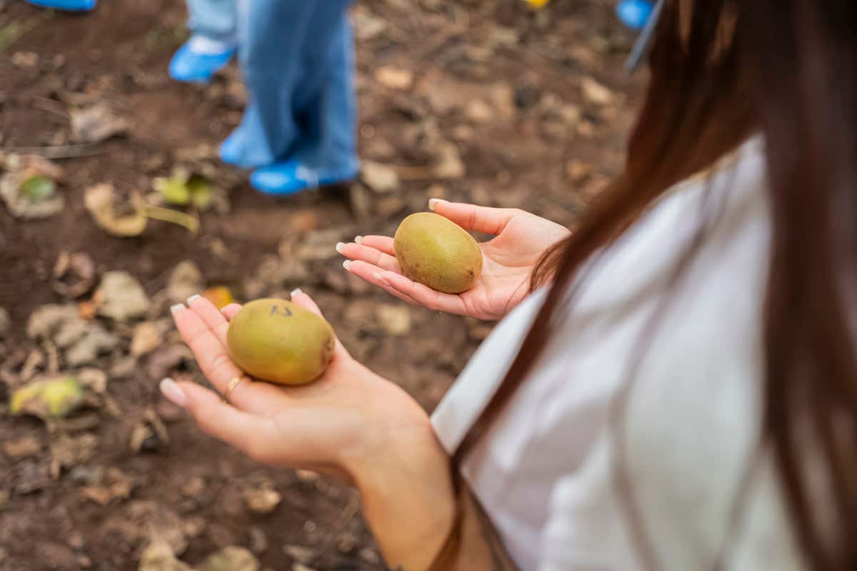 Da frutto esotico a simbolo del “nuovo” made in Italy: la rivoluzione del kiwi Da frutto esotico a simbolo del “nuovo” made in Italy: la rivoluzione del kiwi