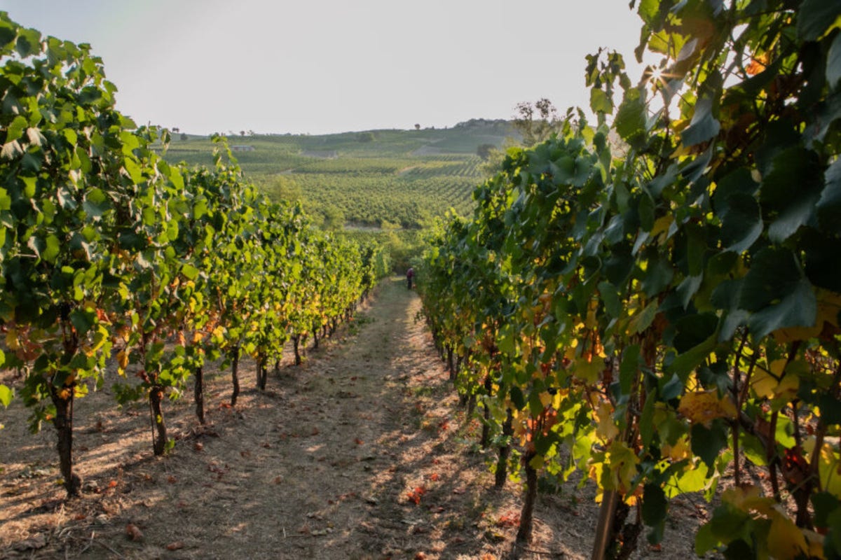 La Genisia: un connubio perfetto tra vino, cibo e natura nell'Oltrepò pavese