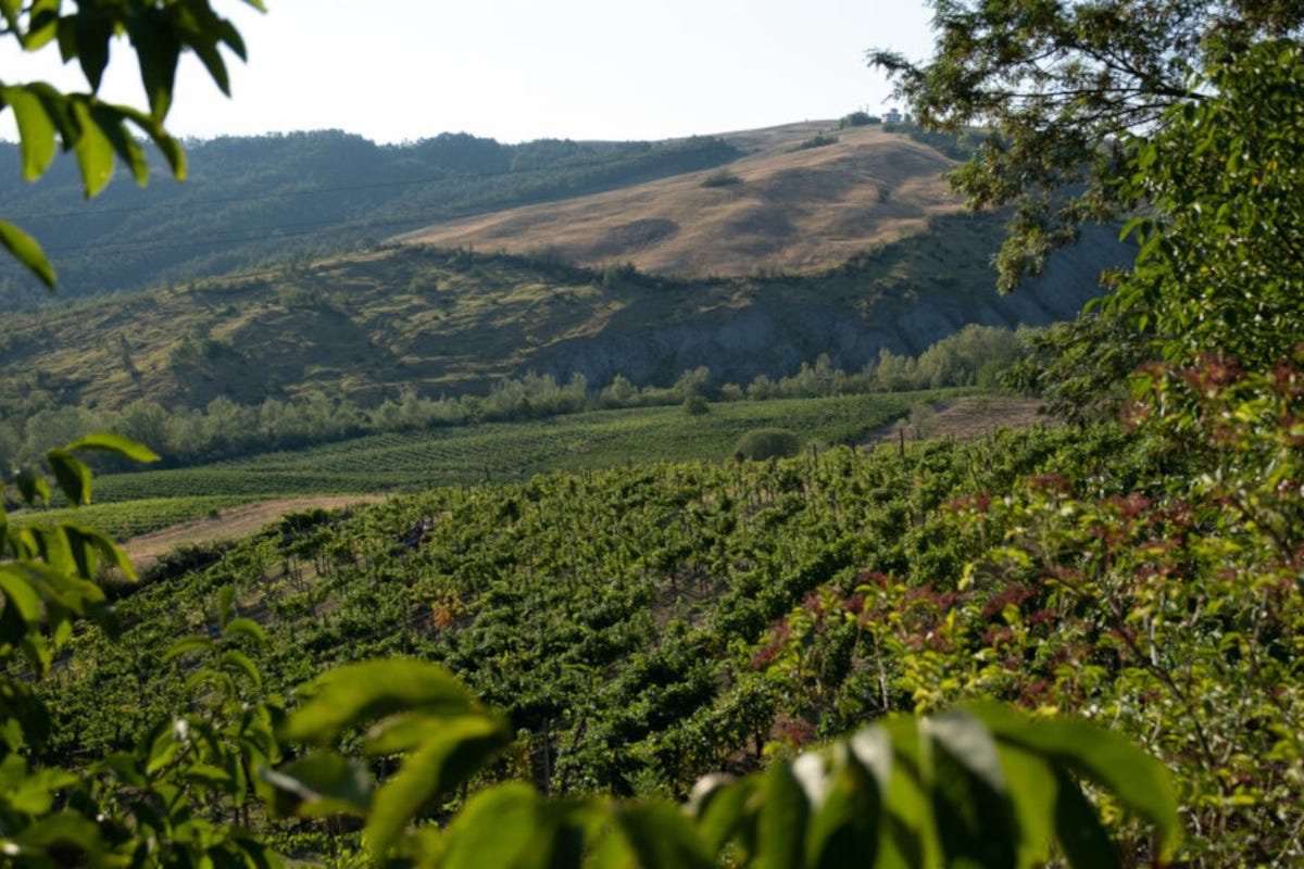 La Genisia: un connubio perfetto tra vino, cibo e natura nell'Oltrepò pavese