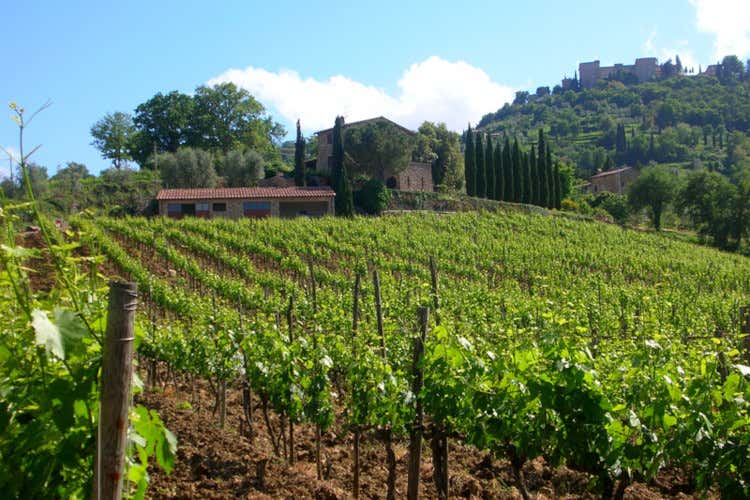 La Gerla: la cantina nata dal sogno di un ex pubblicitario di fare Brunello La Gerla: la cantina nata dal sogno di un ex pubblicitario di fare Brunello