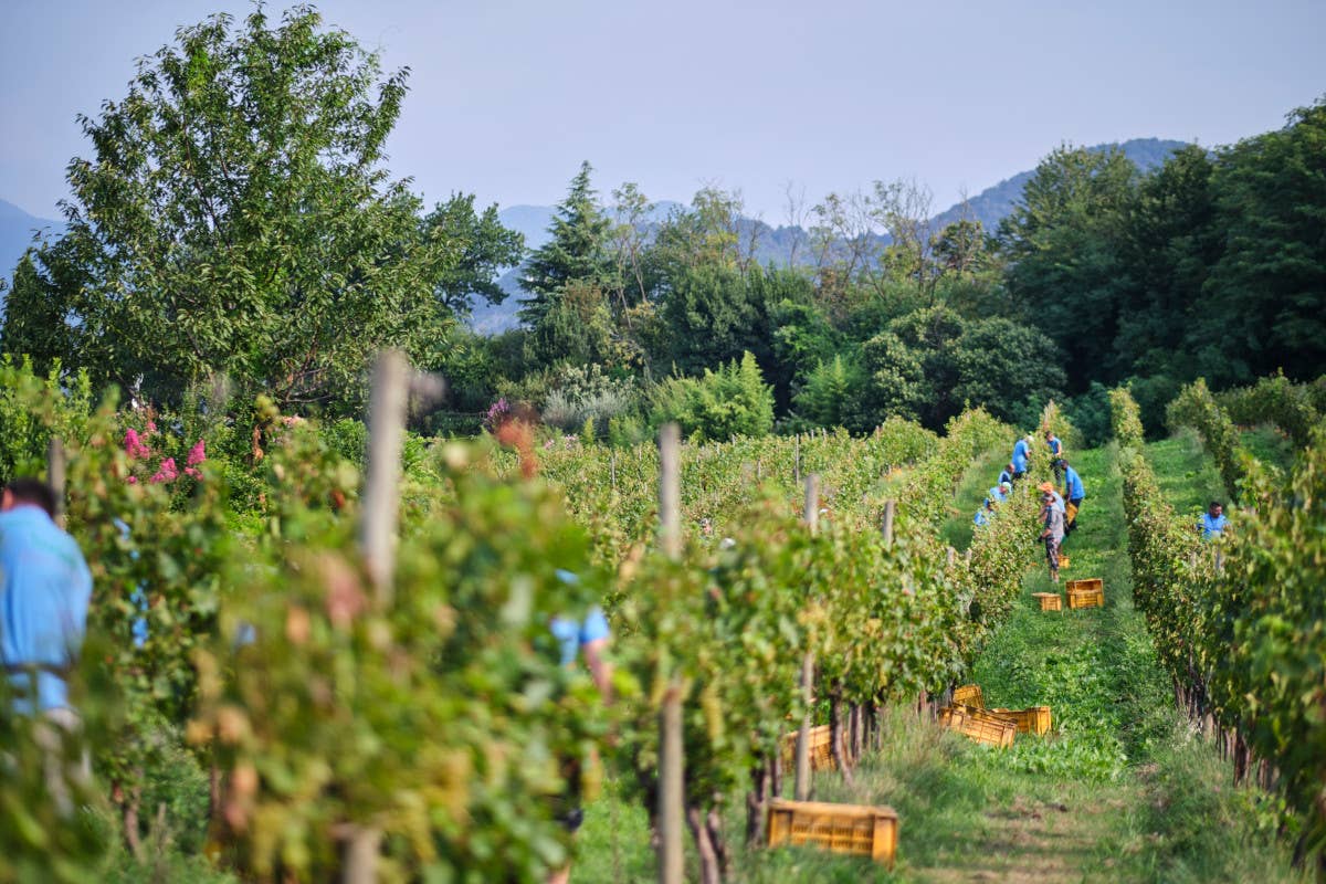 Montina, quando il Franciacorta è £$a regola d'arte$£ e sposa il design