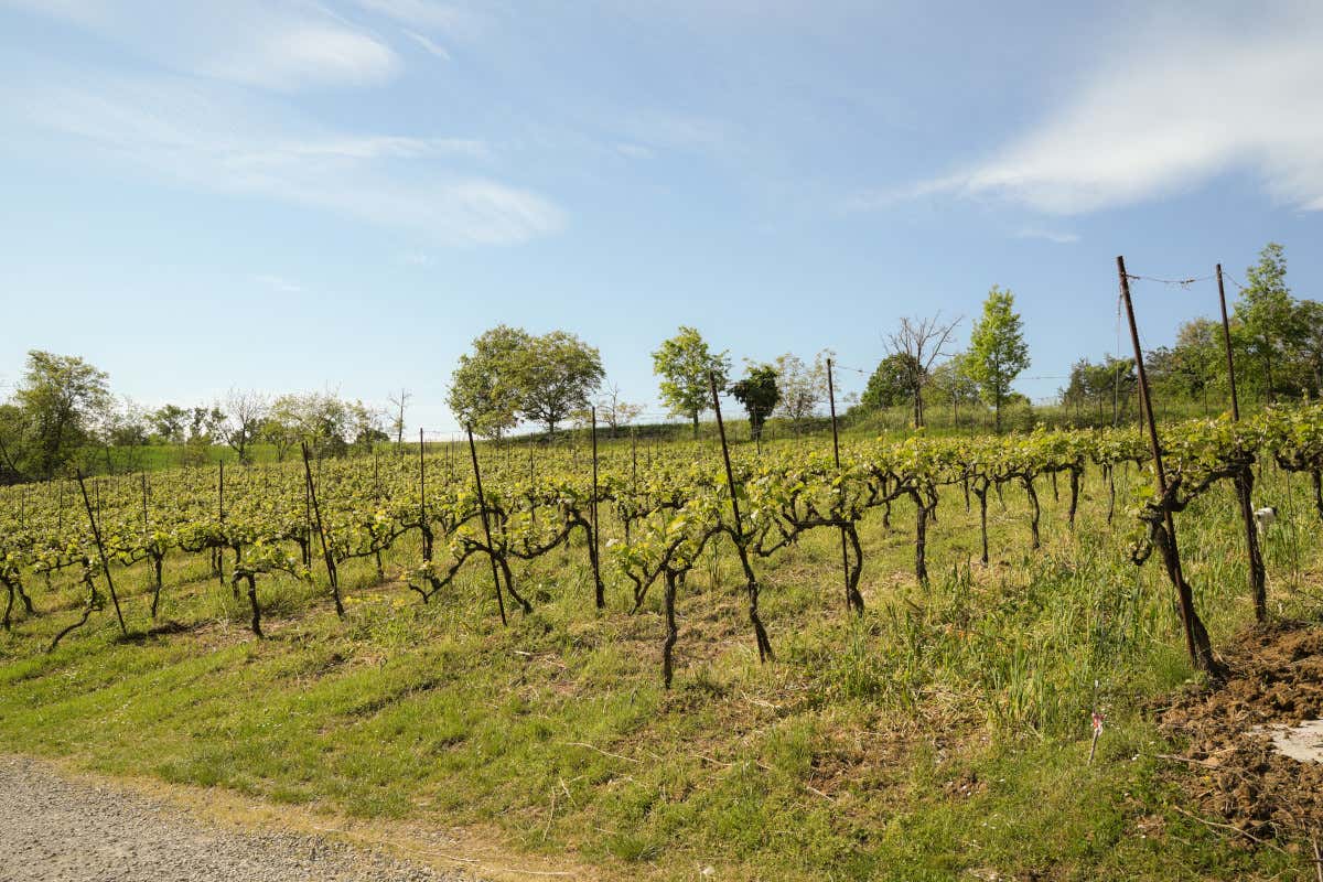 Modena e il vino: viaggio in quattro cantine dove nasce il Lambrusco