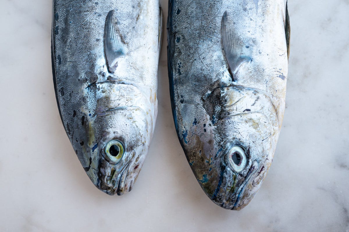 Un menu di mare economico, sostenibile e gustoso? Quello con il pesce azzurro
