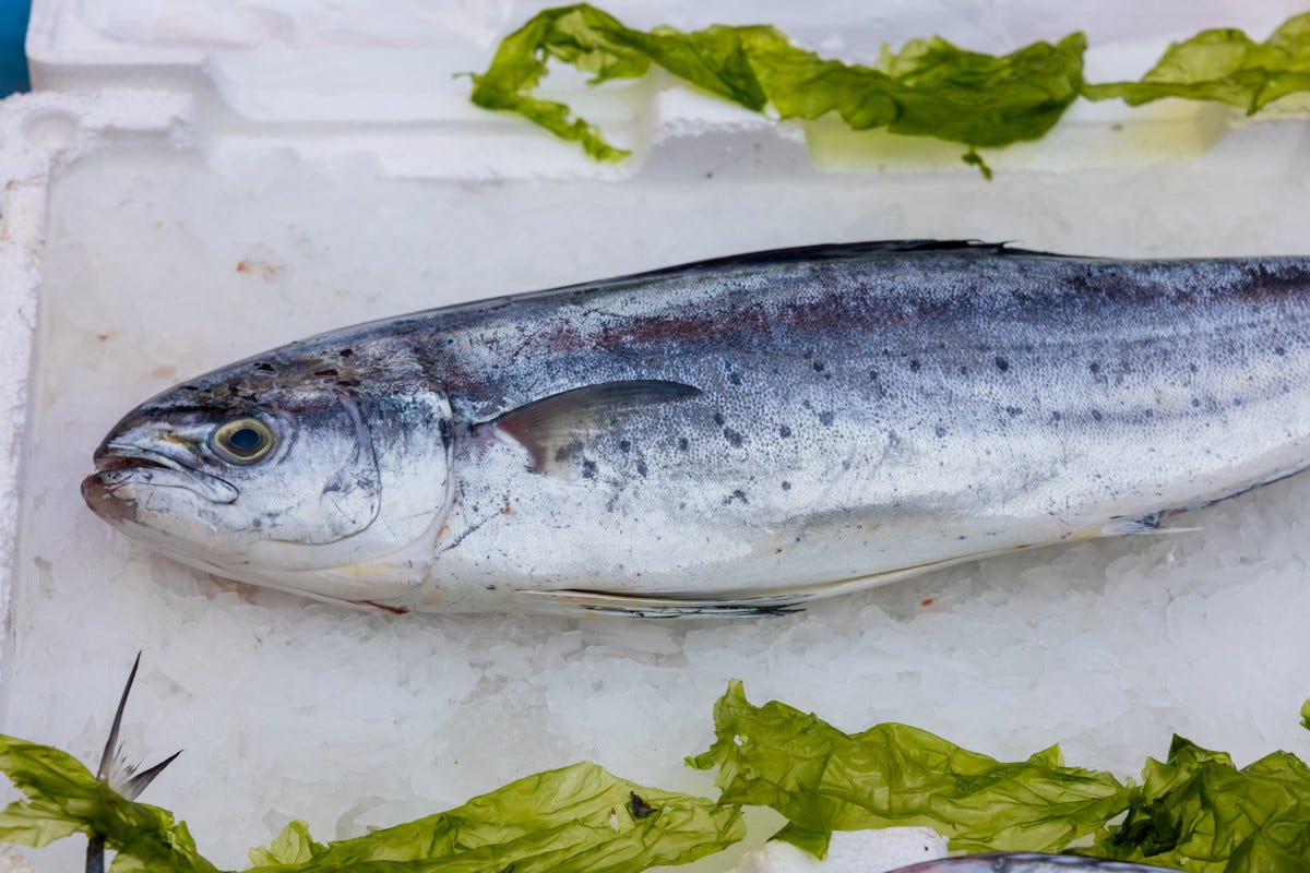 Un menu di mare economico, sostenibile e gustoso? Quello con il pesce azzurro