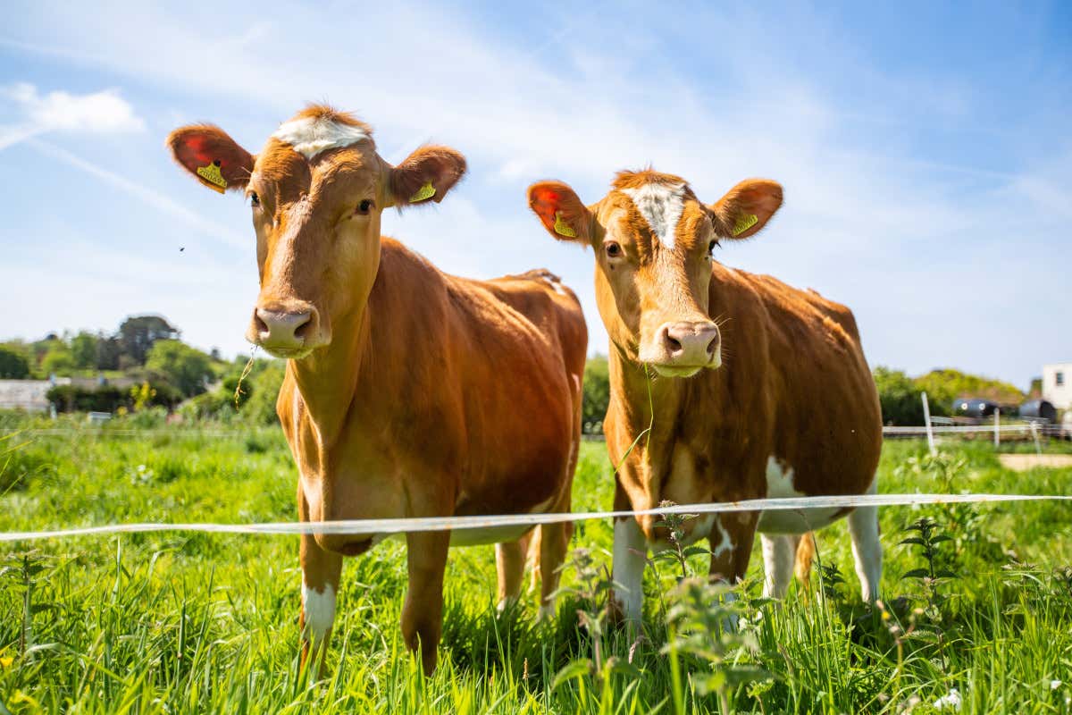 Latte: perché non è tutto uguale (e quale scegliere al supermercato) Latte: perché non è tutto uguale (e quale scegliere al supermercato)