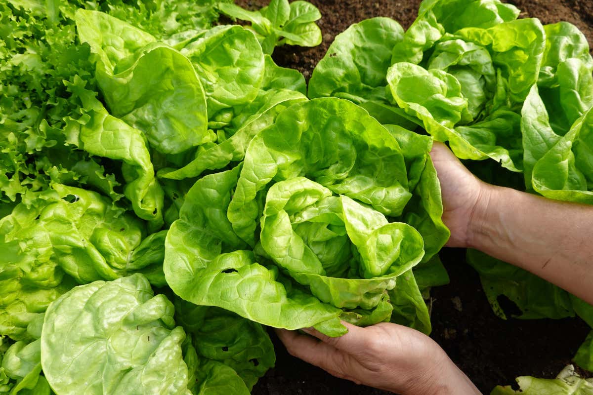 Le mille virtù della lattuga, un alimento rimineralizzante e rinfrescante Le mille virtù della lattuga, un alimento rimineralizzante e rinfrescante