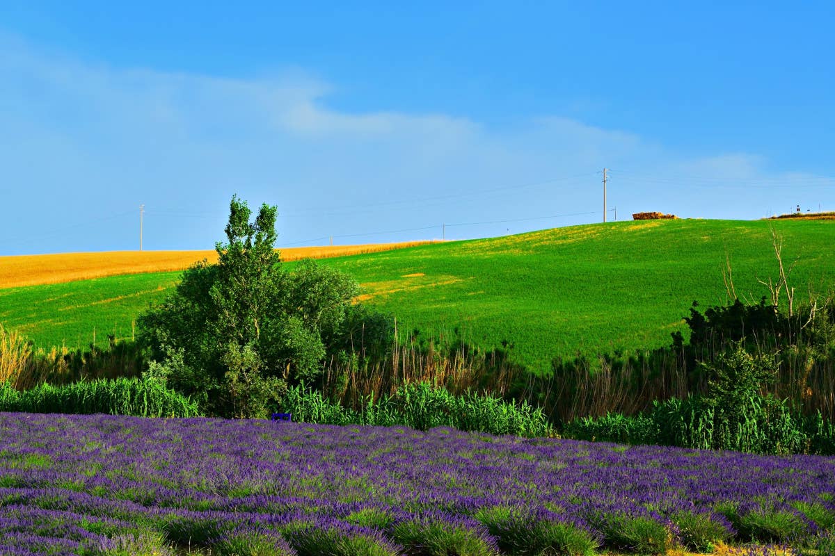 Park Hotel Marinetta: in Toscana tra i campi di lavanda, la pineta e il mare