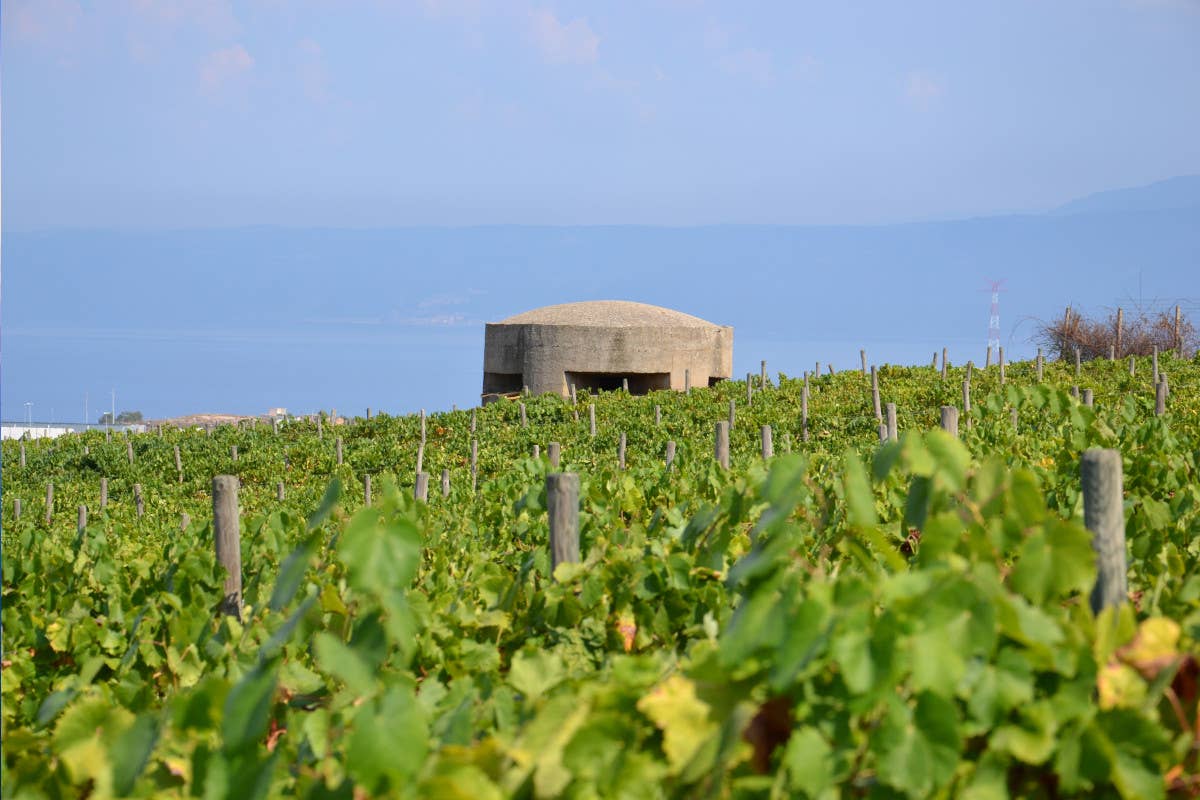 Quando le celebrità investono nel vino: le cantine dei vip in Italia