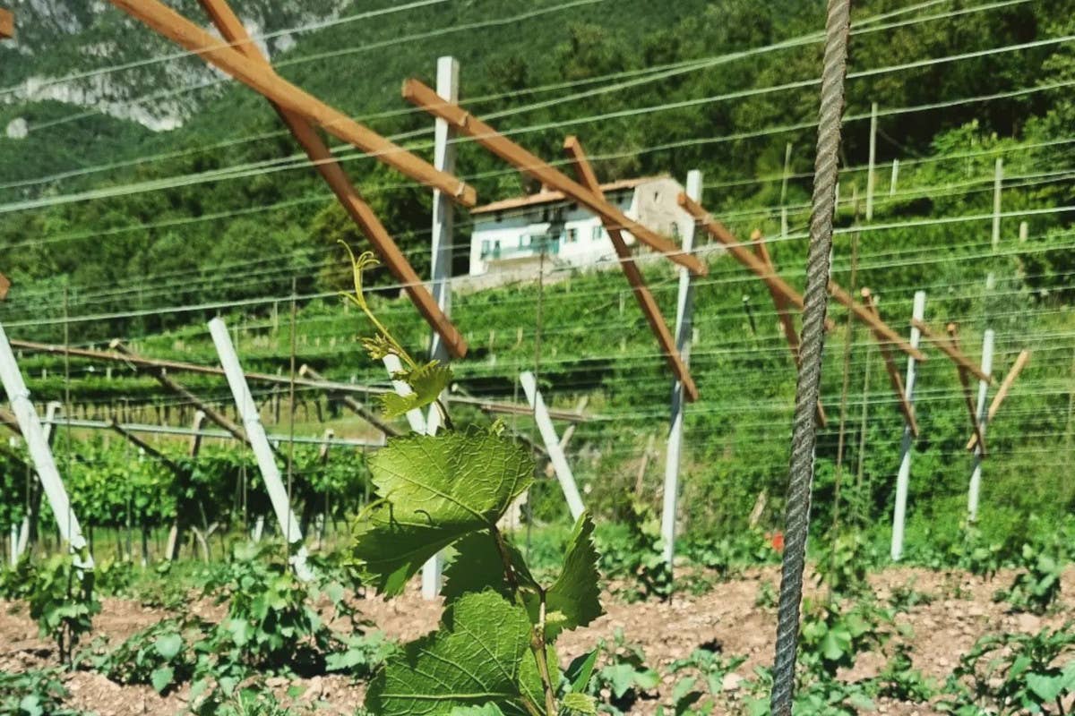 Trentodoc di LeVide: quando un conte marchigiano ama il vino di montagna