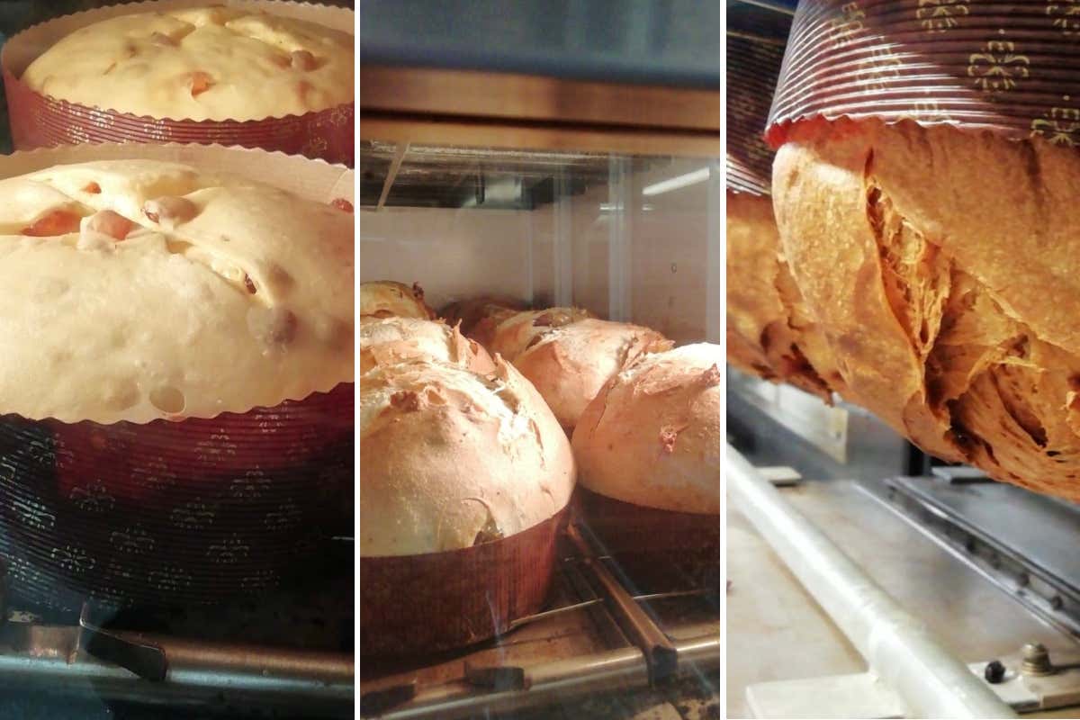 Natale 2025: Svmposivm, il panettone più stiloso di tutti celebra cinque anni di made in Italy Natale 2025: Svmposivm, il panettone più stiloso di tutti celebra cinque anni di made in Italy