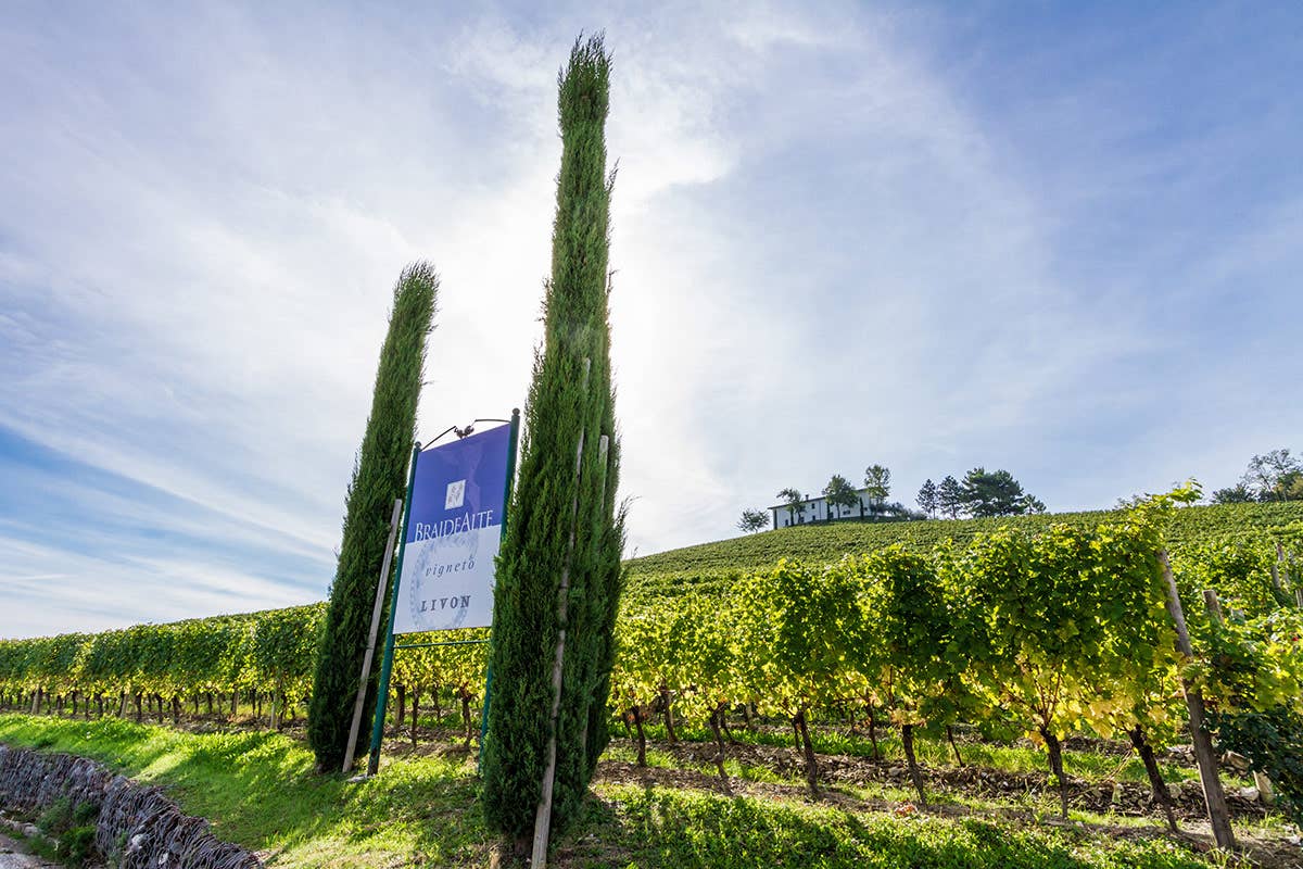 Braide Alte Le nuove sfide della cantina Livon, tra passione e intraprendenza