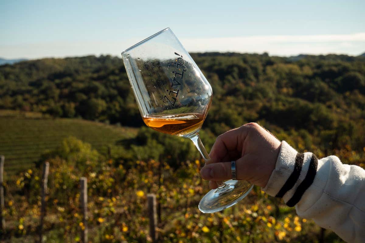 La prima Banca di un vitigno è firmata Ribolla di Oslavia La prima Banca di un vitigno è firmata Ribolla di Oslavia