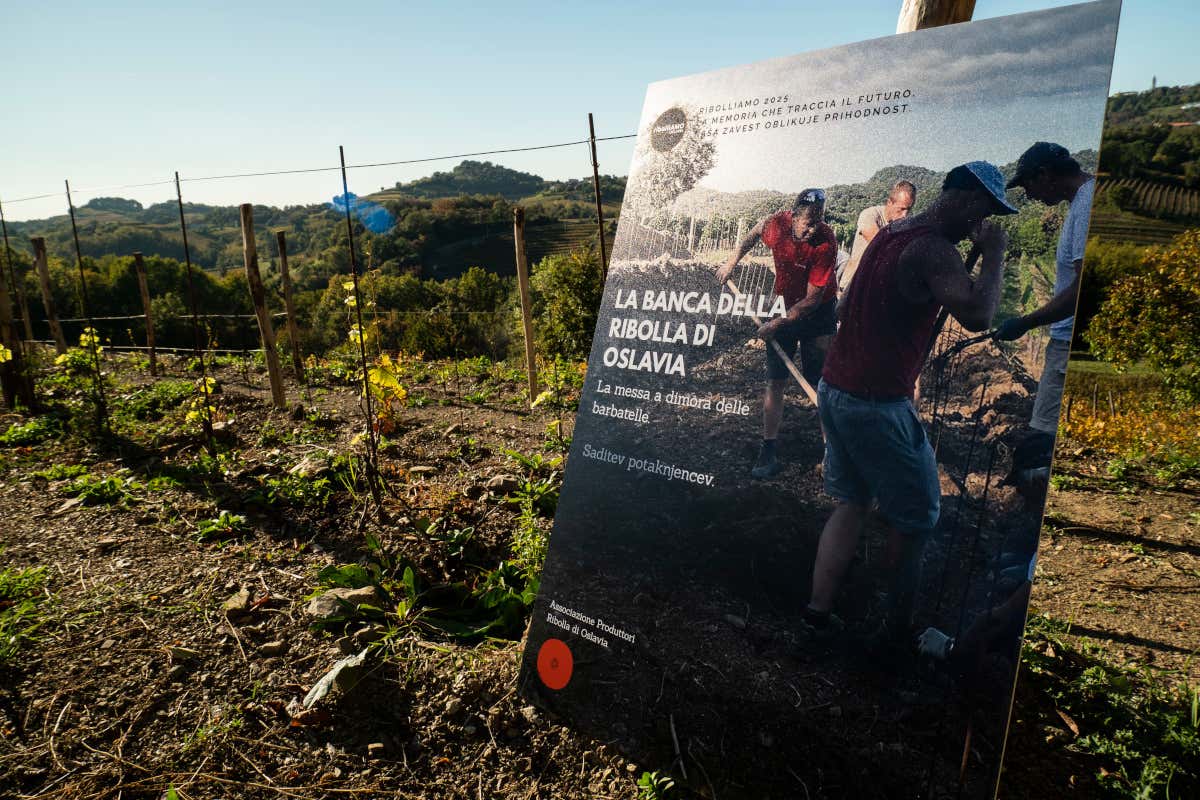 La prima Banca di un vitigno è firmata Ribolla di Oslavia La prima Banca di un vitigno è firmata Ribolla di Oslavia