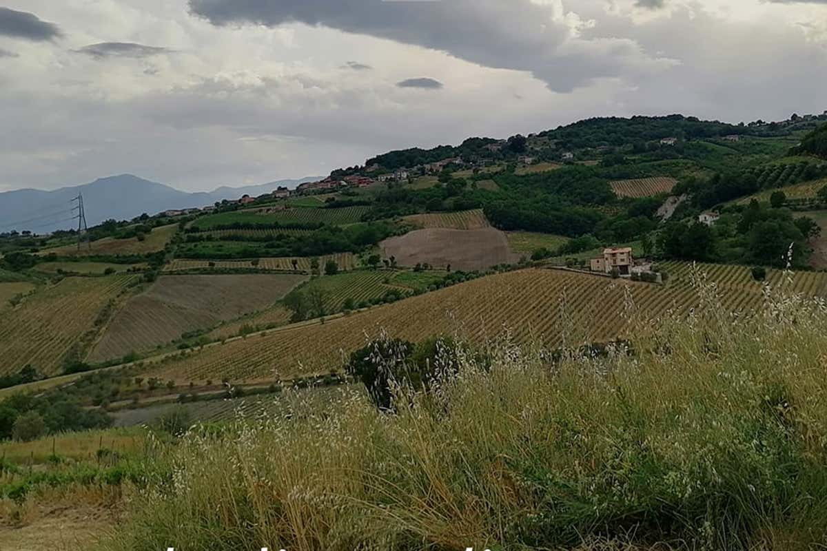 Alcuni vigneti di Terredora Lapio, Montemiletto e Pietradefusi: tre Taurasi in memoria di Lucio Mastroberardino Alcuni vigneti di Terredora Lapio, Montemiletto e Pietradefusi: tre Taurasi in memoria di Lucio Mastroberardino