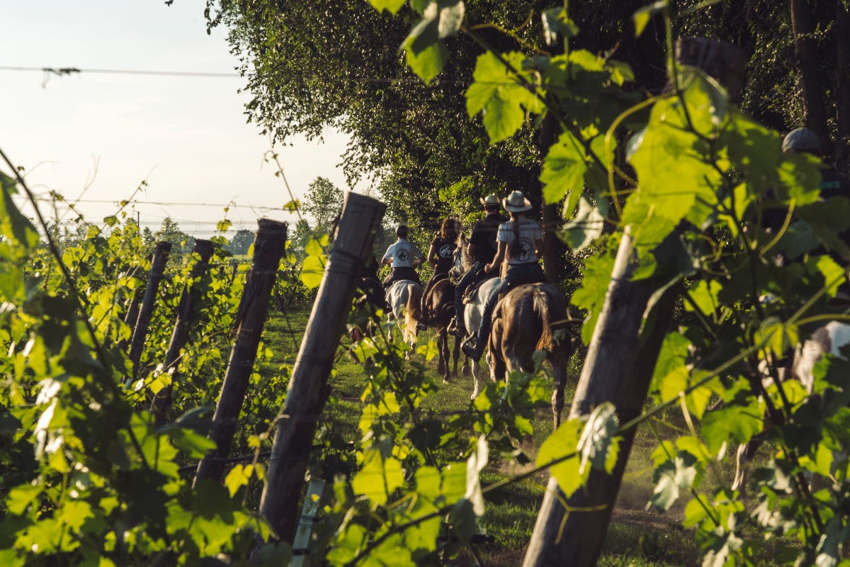 Il Consorzio Lugana punta sull'enoturismo per valorizzare il territorio e il vino