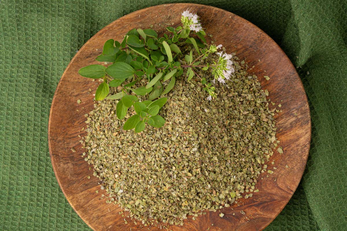 Maggiorana: che cos’è, proprietà, benefici e come usarla in cucina Maggiorana: che cos’è, proprietà, benefici e come usarla in cucina