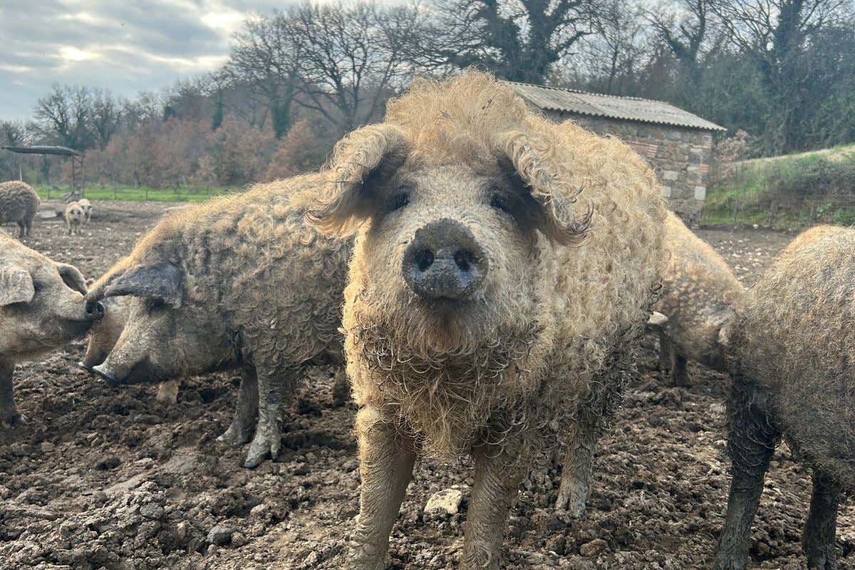 Sulle sponde del Tevere c’è il mangalitza, il “maiale pecora” dell’est Europa Sulle sponde del Tevere c’è il mangalitza, il “maiale pecora” dell’est Europa