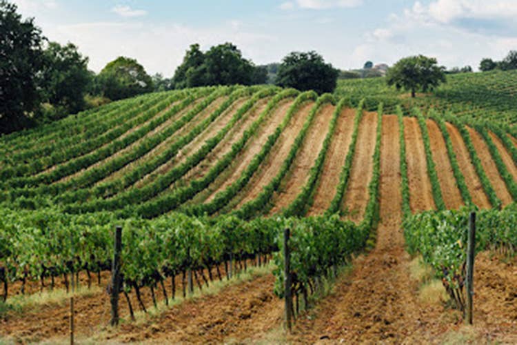 Maestrale, il rosè dell'estate Da Mantellassi un ciliegiolo 100%