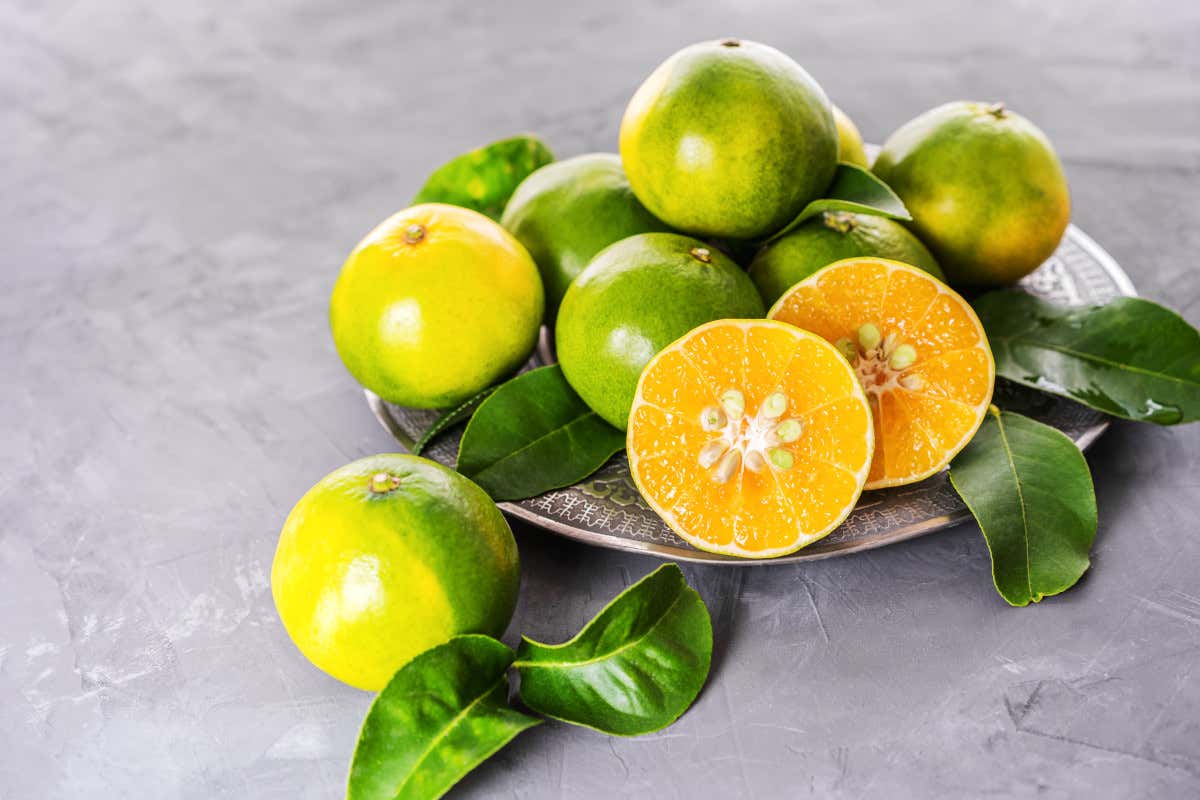 Che cos’è il mapo e quali sono le sue proprietà per la salute? Che cos’è il mapo e quali sono le sue proprietà per la salute?