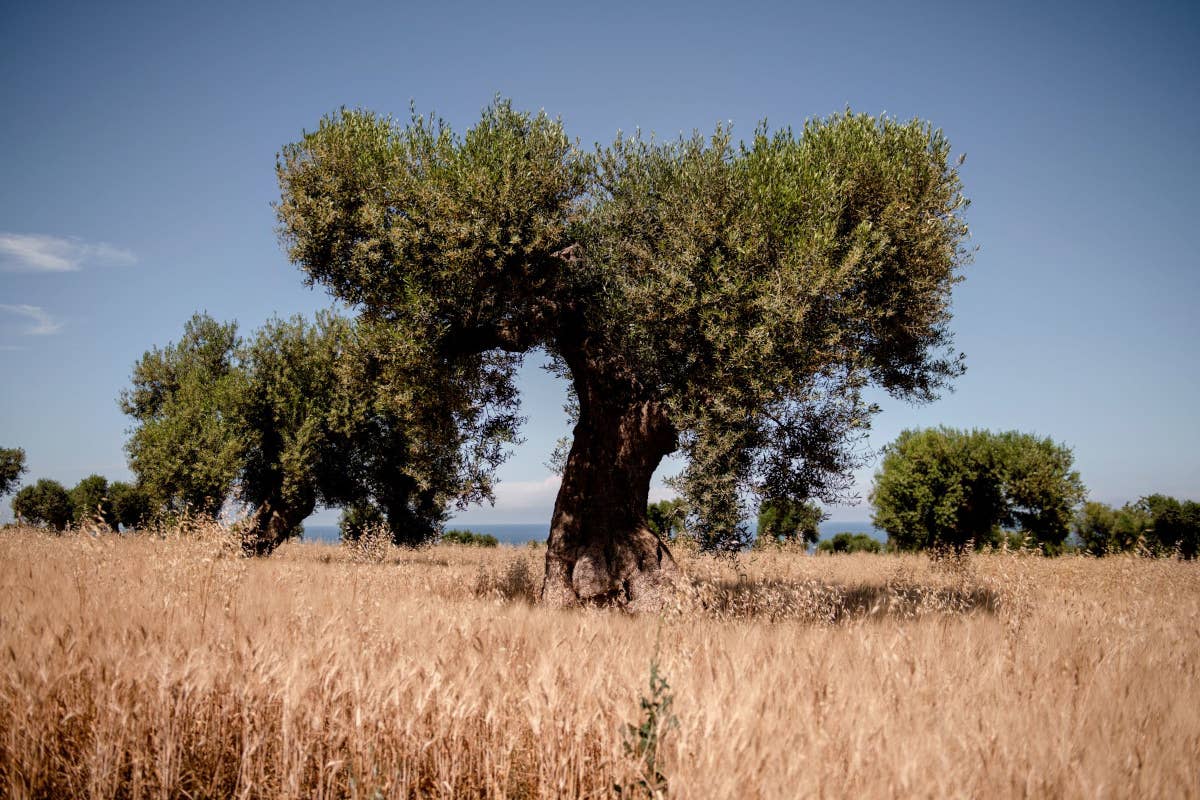 Masseria AuraTerrae: un tuffo nel cuore dell'olio pugliese