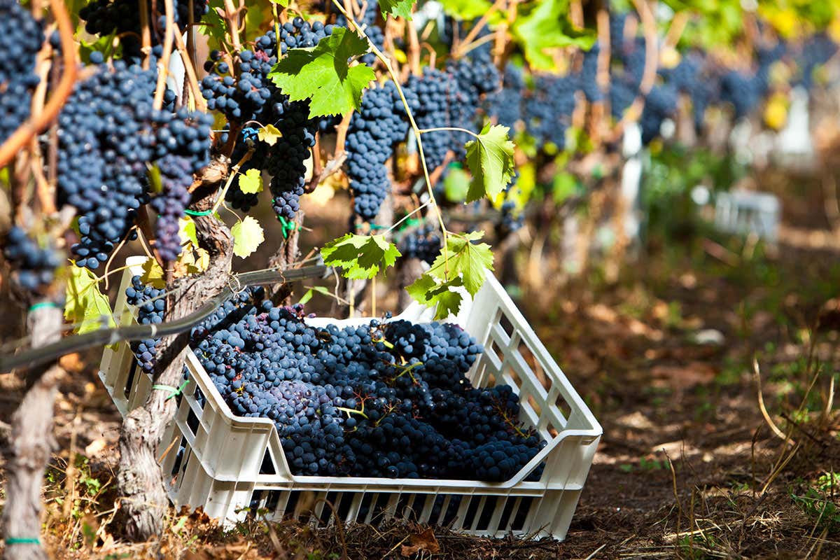 Foto: www.coenfer.com Mayolet, uva autoctona valdostana che produce vini eleganti