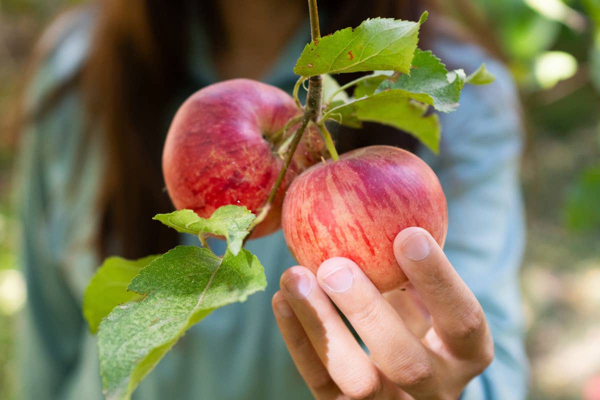 Mele italiane, produzione in calo a causa delle gelate primaverili