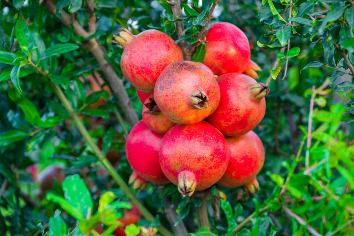Melagrana: il frutto d’autunno che fa bene a cuore, intestino e pelle Melagrana: il frutto d’autunno che fa bene a cuore, intestino e pelle