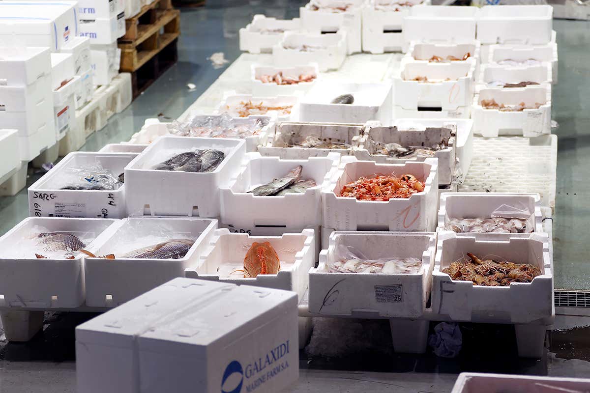 A Natale il prezzo del pesce cresce: il Mercato Ittico di Milano spiega quanto e perché A Natale il prezzo del pesce cresce: il Mercato Ittico di Milano spiega quanto e perché