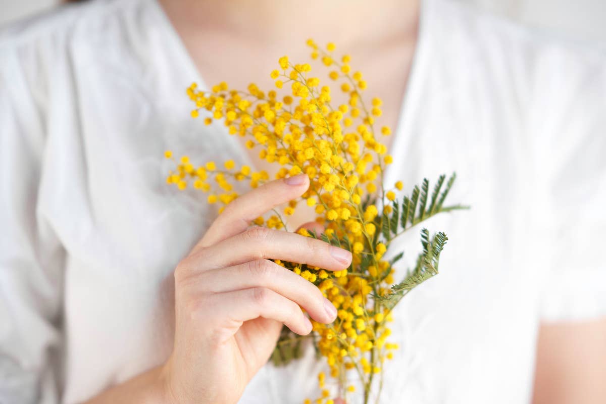 Mimosa, il fiore simbolo della Festa della Donna  Siccità e caro-vita: a rischio la mimosa per la Festa delle donna