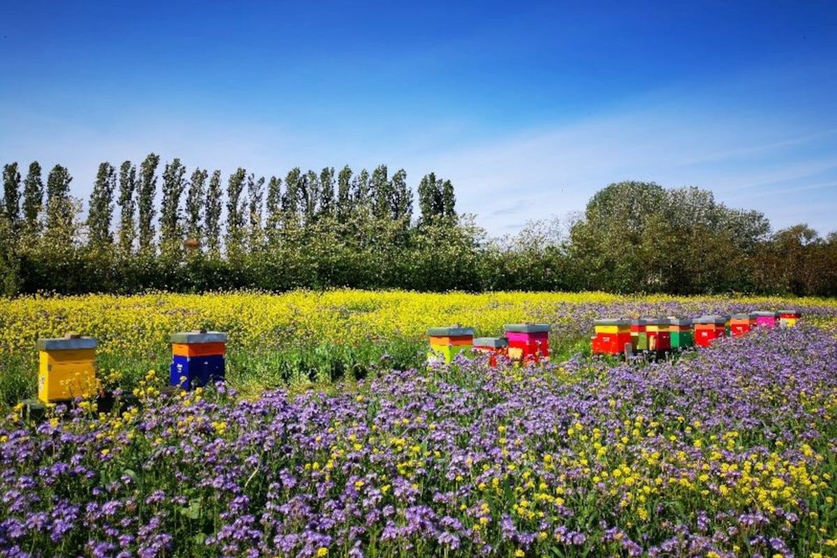 Molini Pivetti e Saving Bees per la salvaguardia della biodiversità e delle api