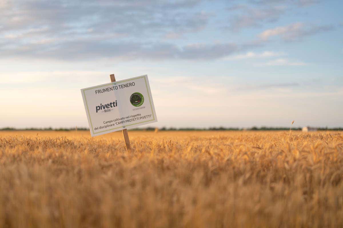 Molini Pivetti: 150 anni di una tradizione molitoria di famiglia Molini Pivetti: 150 anni di una tradizione molitoria di famiglia