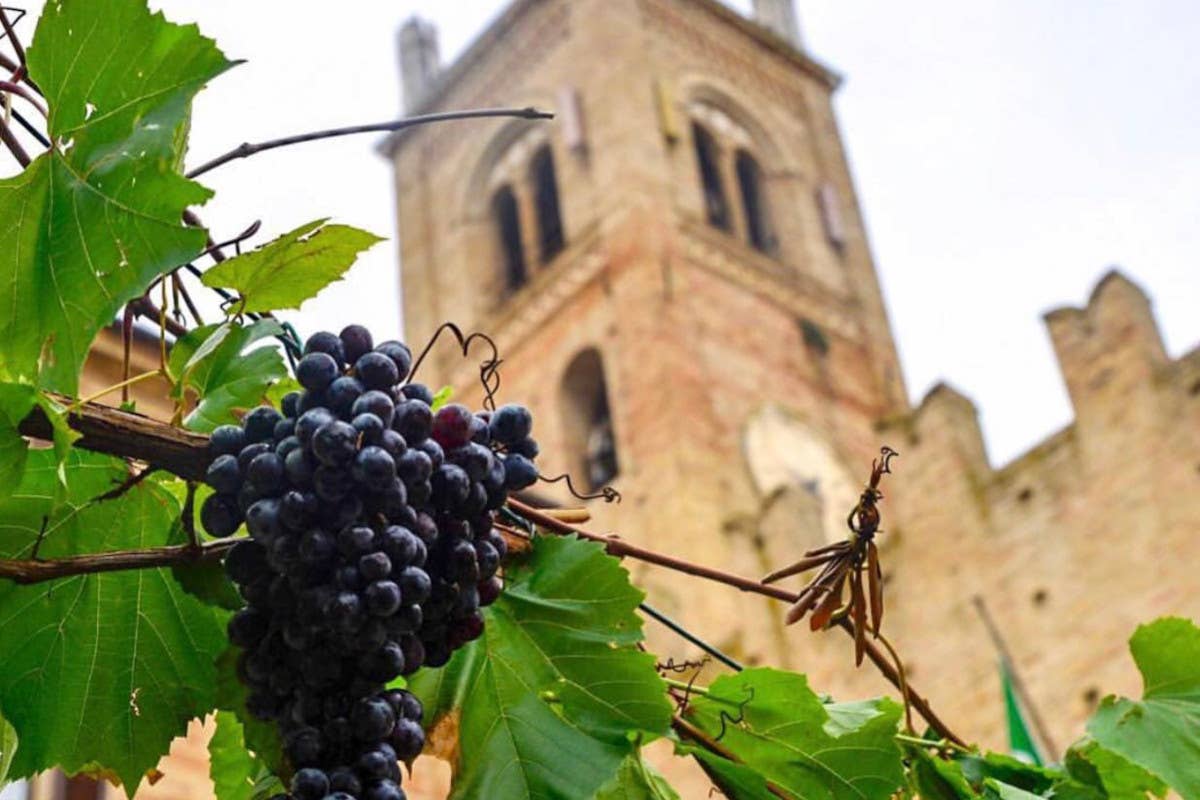 La vendemmia a Montecassiano Feste di vendemmia: alla scoperta de “i sughitti” a Montecassiano