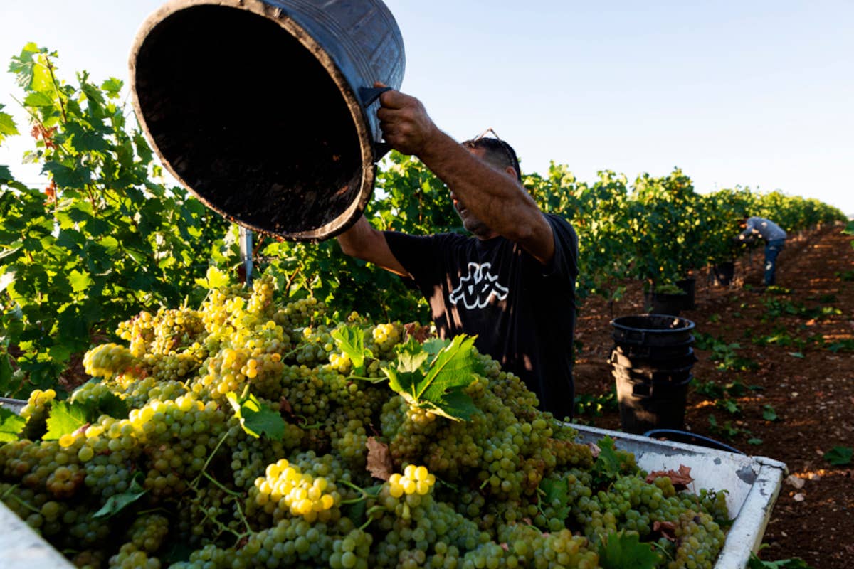 Cantina di Venosa: la vendemmia è iniziata con due settimane di anticipo Vendemmia record a Venosa: il caldo anticipa di due settimane la raccolta