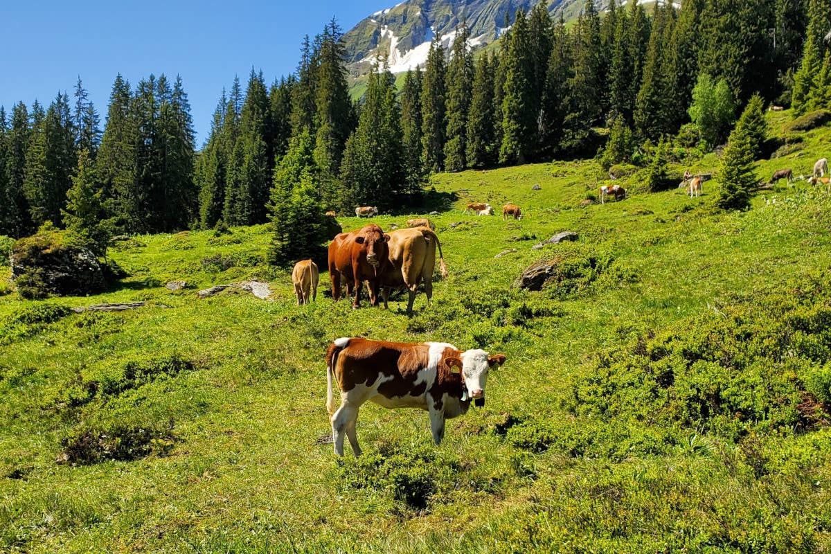 Mucche attaccano due turisti in Alto Adige: ferita gravemente una donna