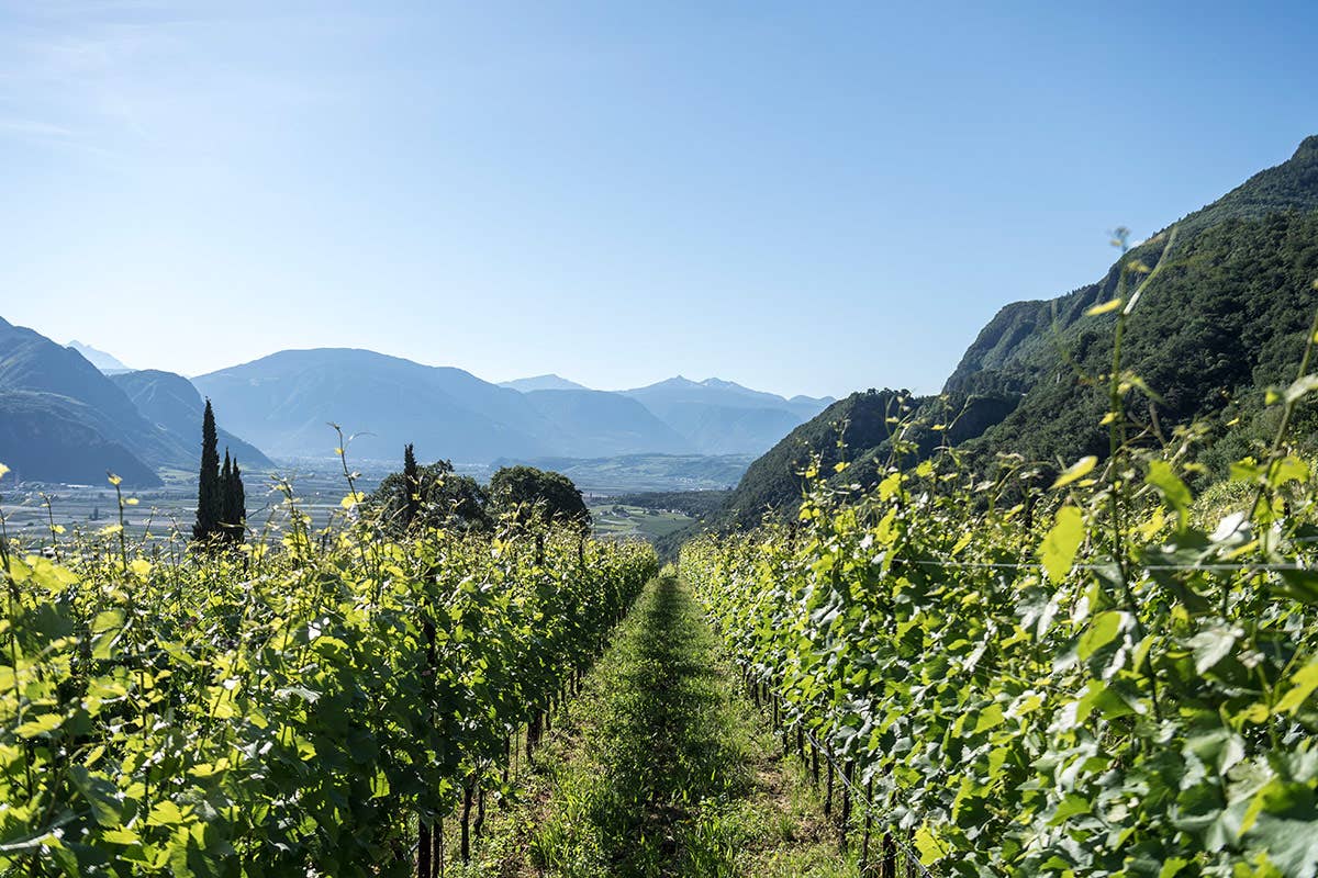 Nama di Nals Margreid: lo Chardonnay altoatesino che sfida la Borgogna