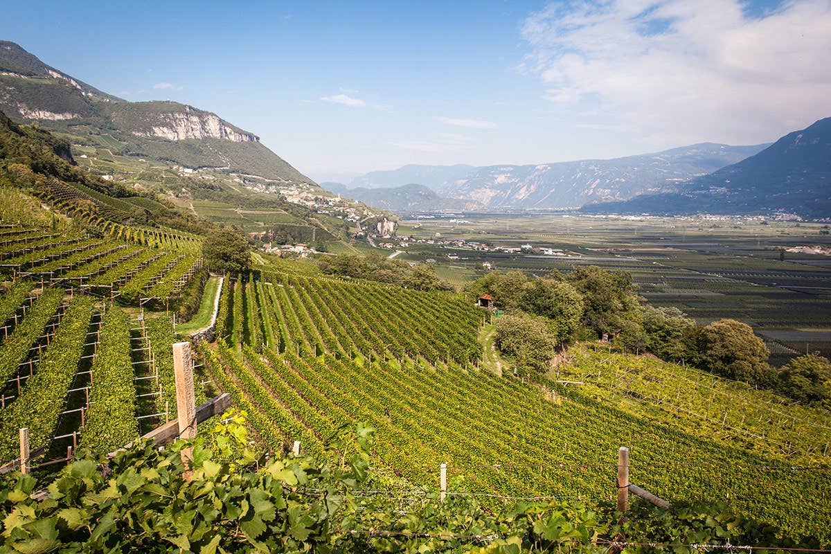 Nama di Nals Margreid: lo Chardonnay altoatesino che sfida la Borgogna