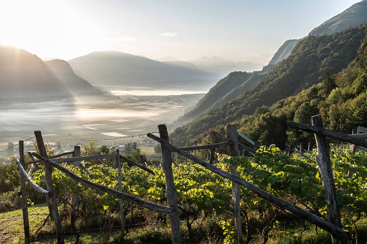 Nama di Nals Margreid: lo Chardonnay altoatesino che sfida la Borgogna