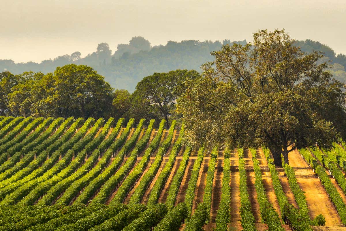 Viaggio in Napa Valley e Sonoma County: le cantine da non perdere Viaggio in Napa Valley e Sonoma County: le cantine da non perdere