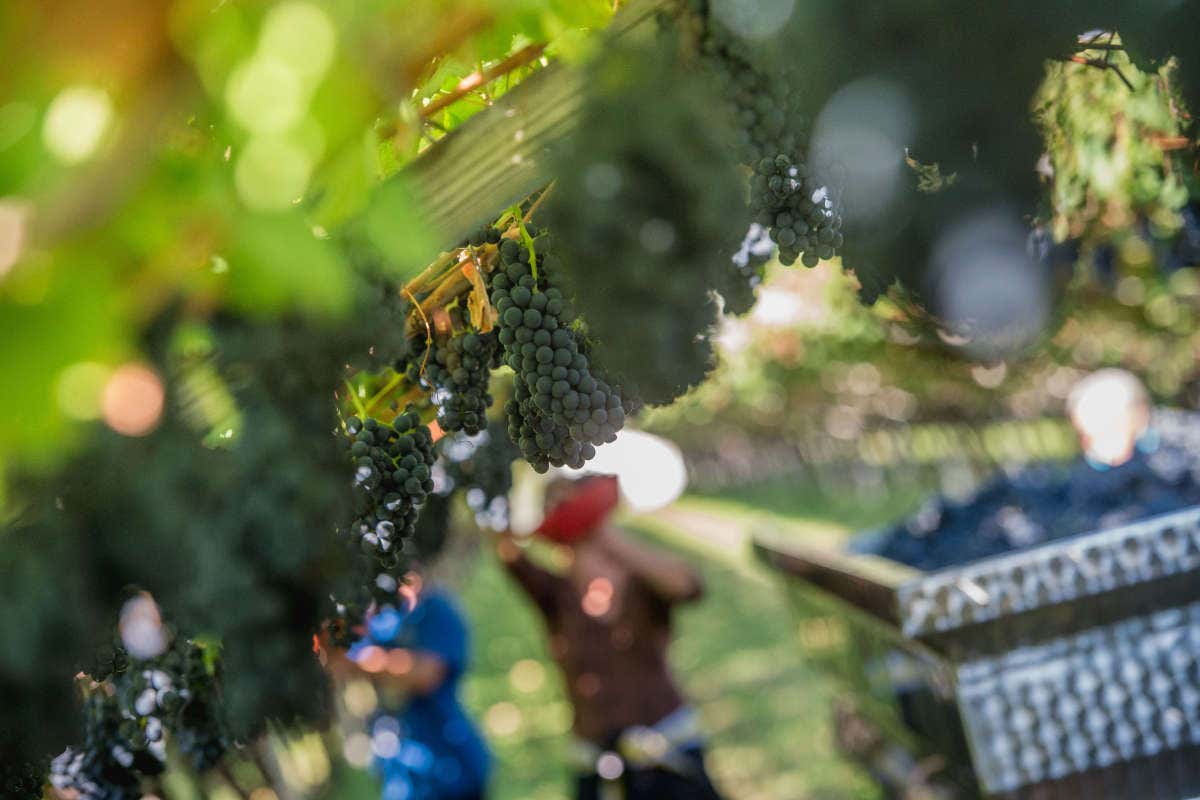 Teroldego Rotaliano nel calice e negli Spaghetti allo zenzero di Stefano Goller
