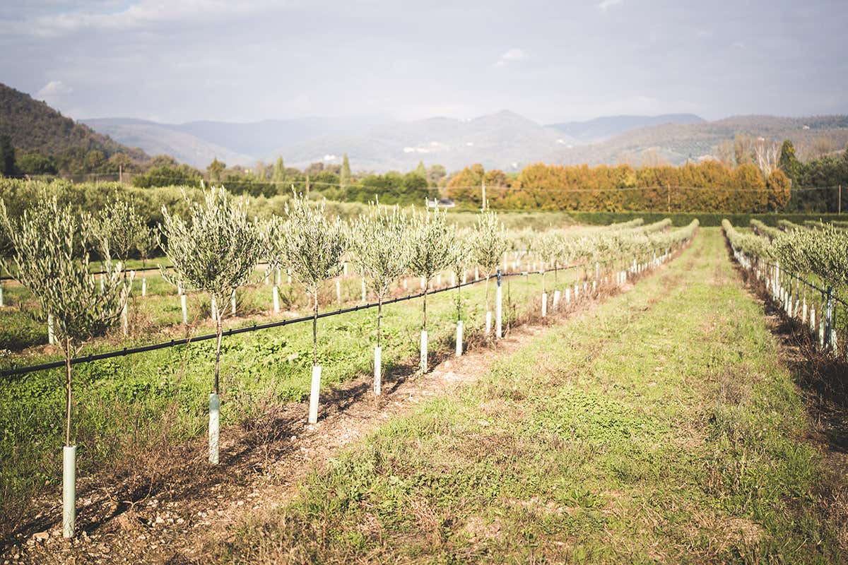 Perché il Laudemio è tra gli extravergini più ricercati del mondo Perché il Laudemio è tra gli extravergini più ricercati del mondo