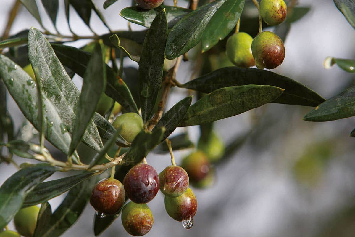 L’olio evo nel territorio del Chianti Classico