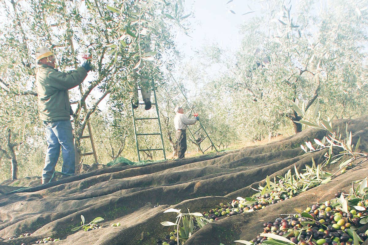 L’olio evo nel territorio del Chianti Classico