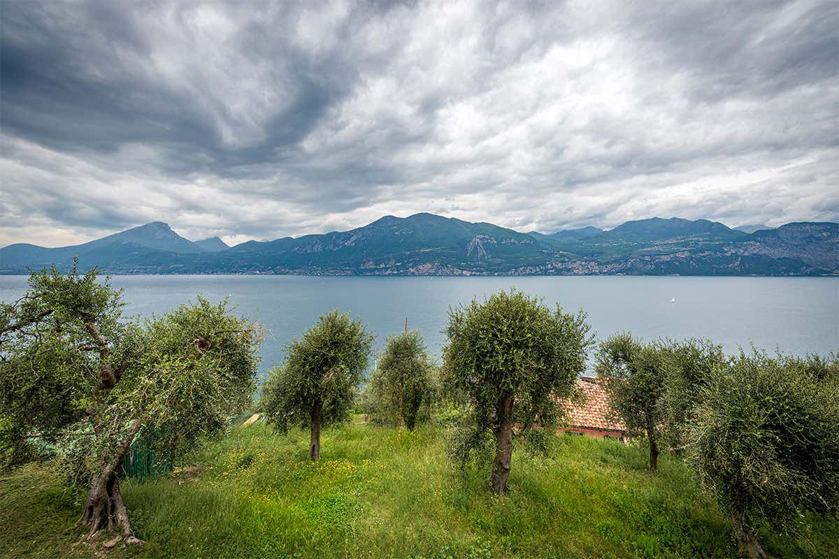 Chicche di oro verde sul lago di Garda