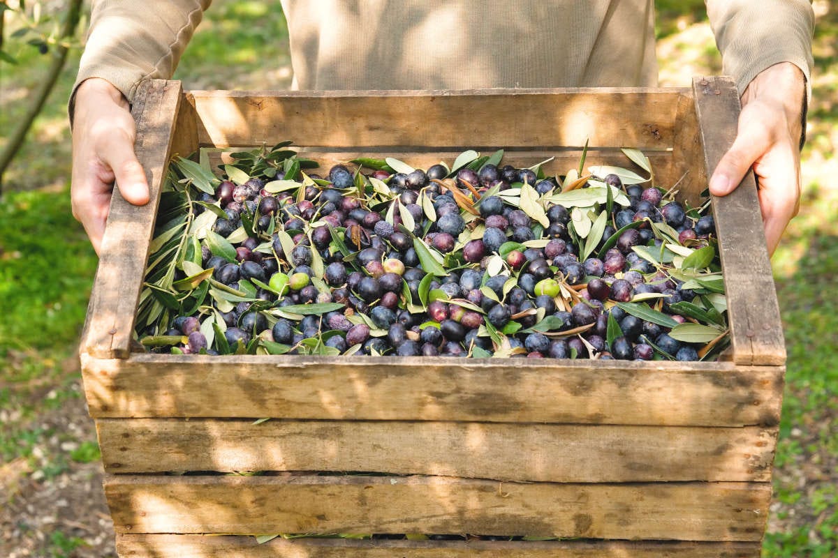 Valorizzare l'olio extravergine di oliva come ingrediente distintivo: la parola a tre chef