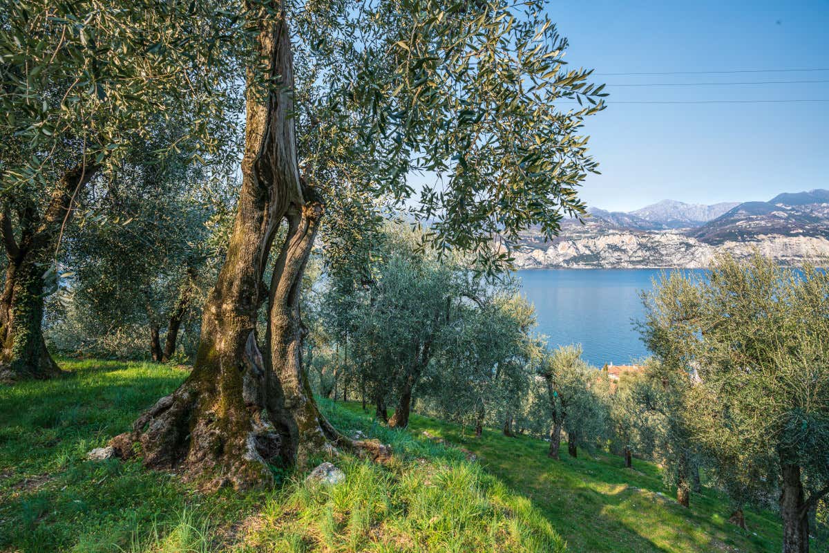 Olio del Garda e del Sebino, resa in crescita ma produzione dimezzata