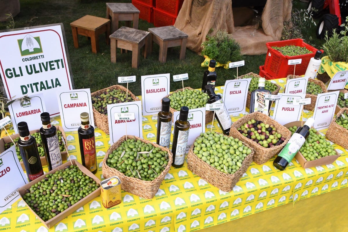 Parte la raccolta delle olive, il sud salva l’Italia dalla scarsità di extravergine
