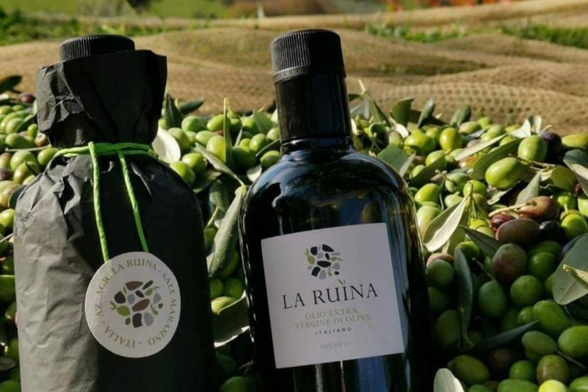 Raccolta manuale e passione: il segreto dell'olio “La Ruina” sul lago d'Iseo